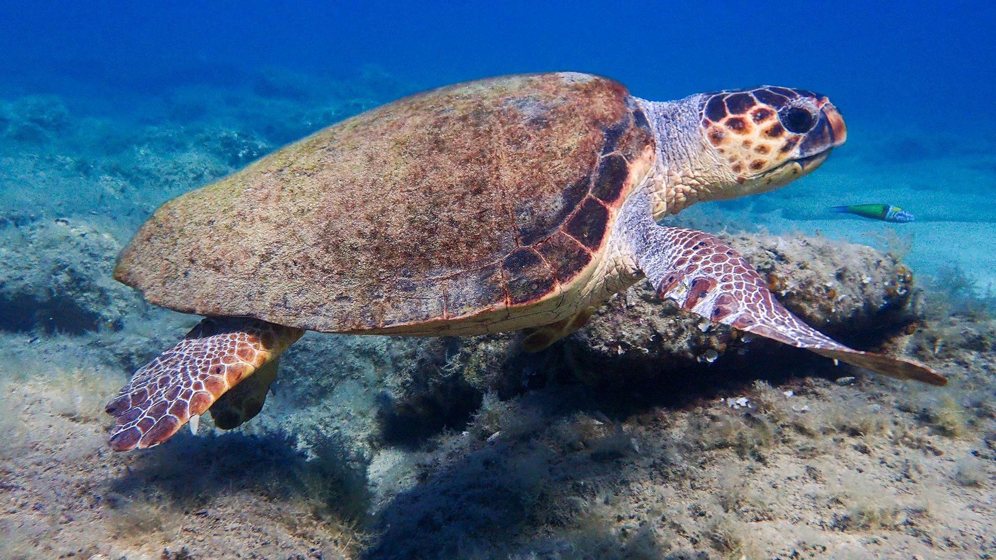 Tortuga caguama