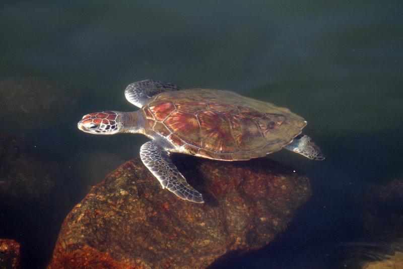 Tortuga verde
