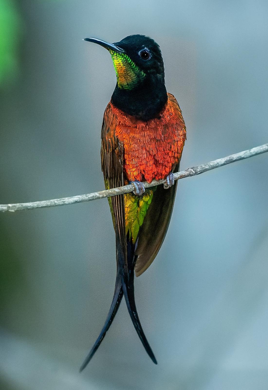 Florisuginae
