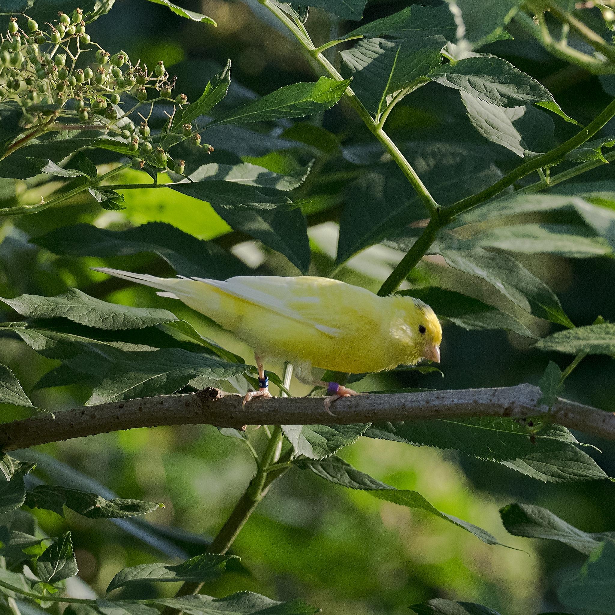 Serines