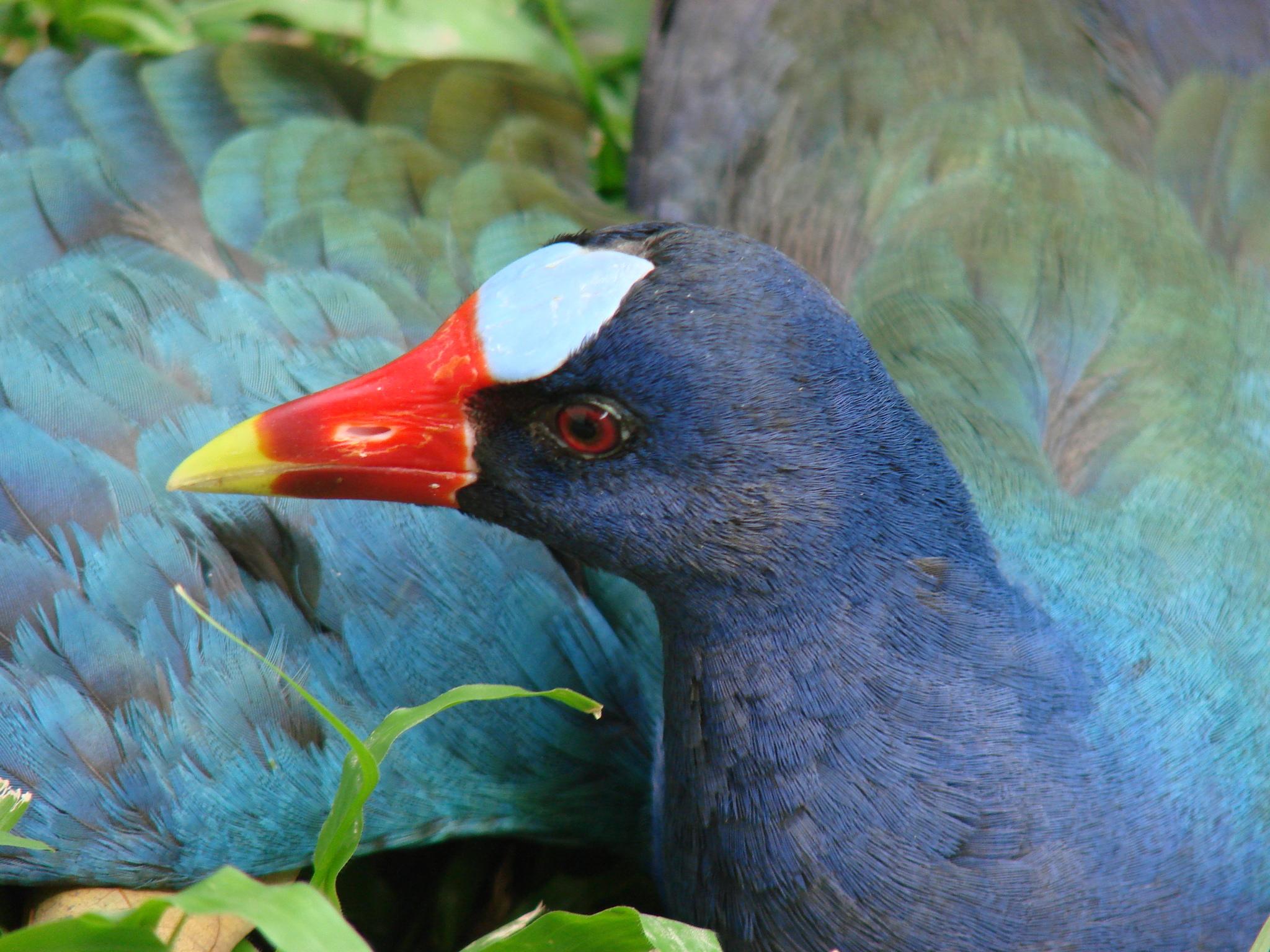 Gallineta morada
