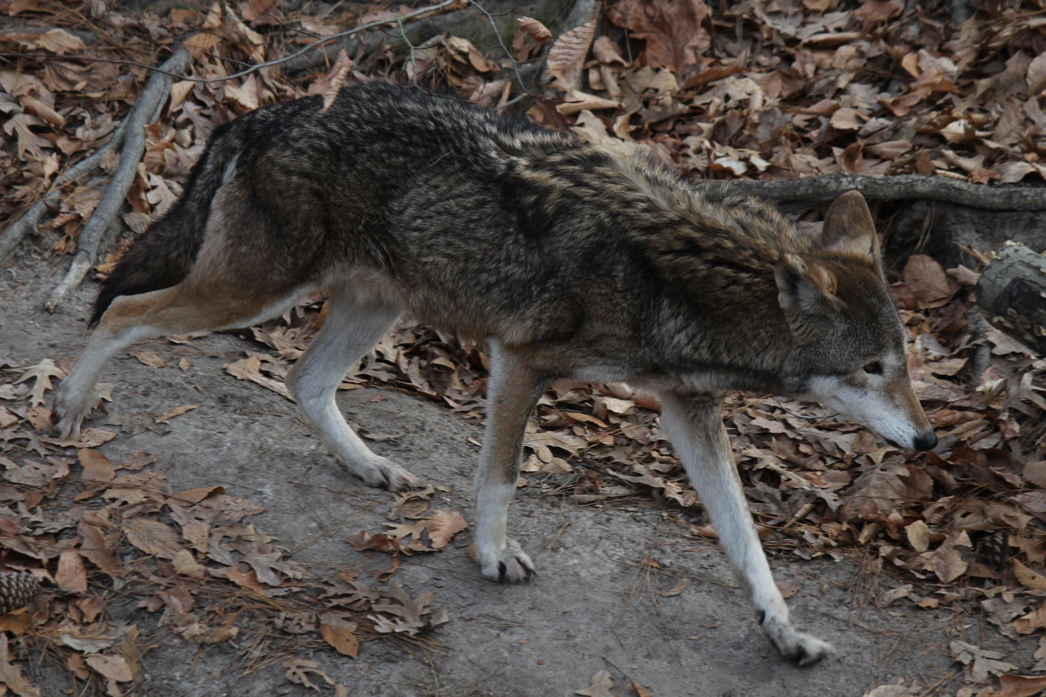 Lobo rojo
