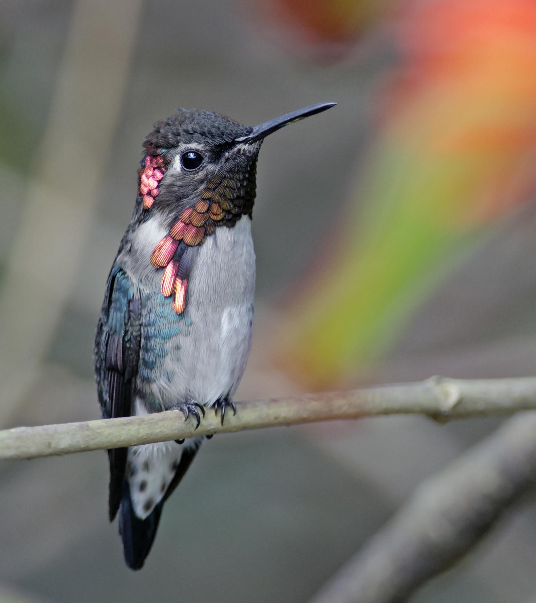 Trochilinae