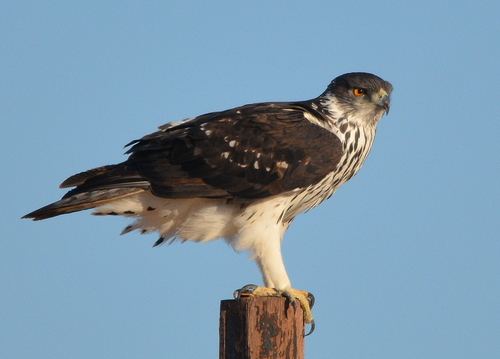 Águila estriada