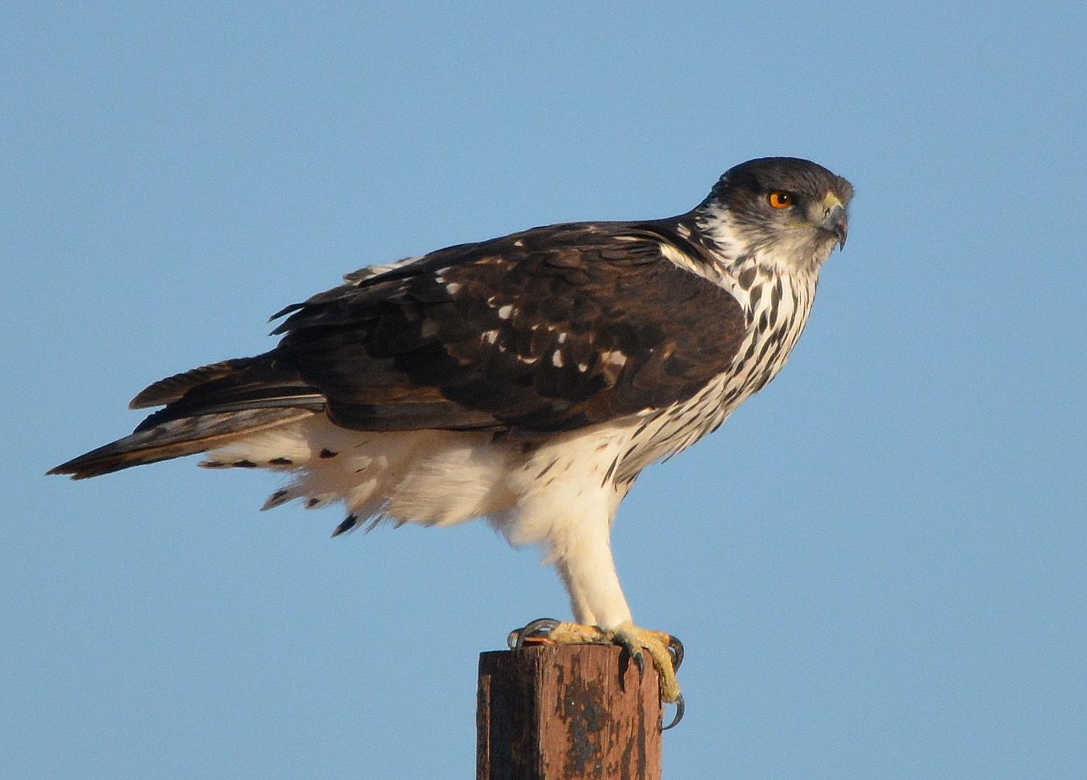 Águila azor africana