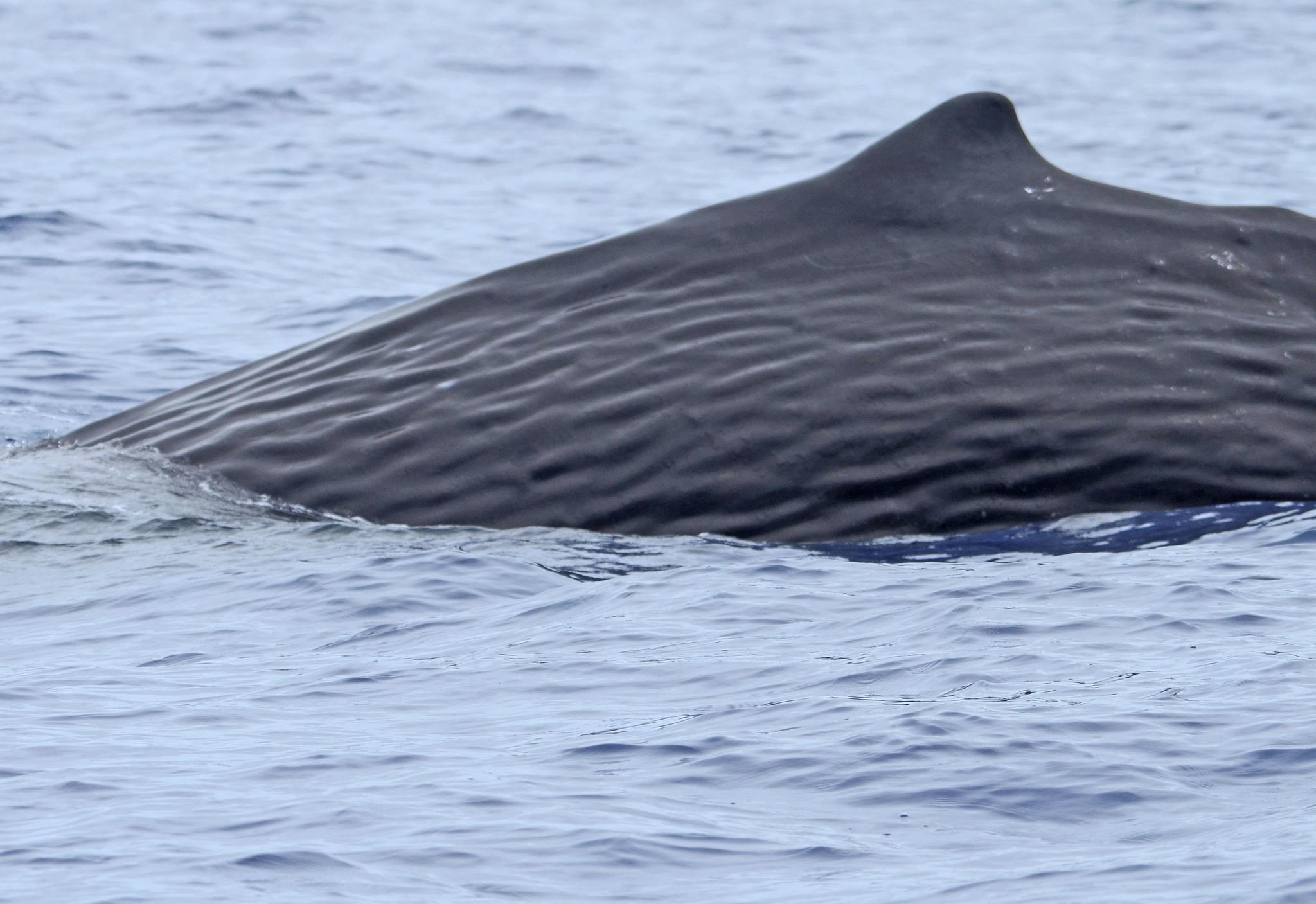 Ballena de esperma