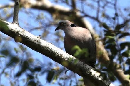 Mourning Collared Dove