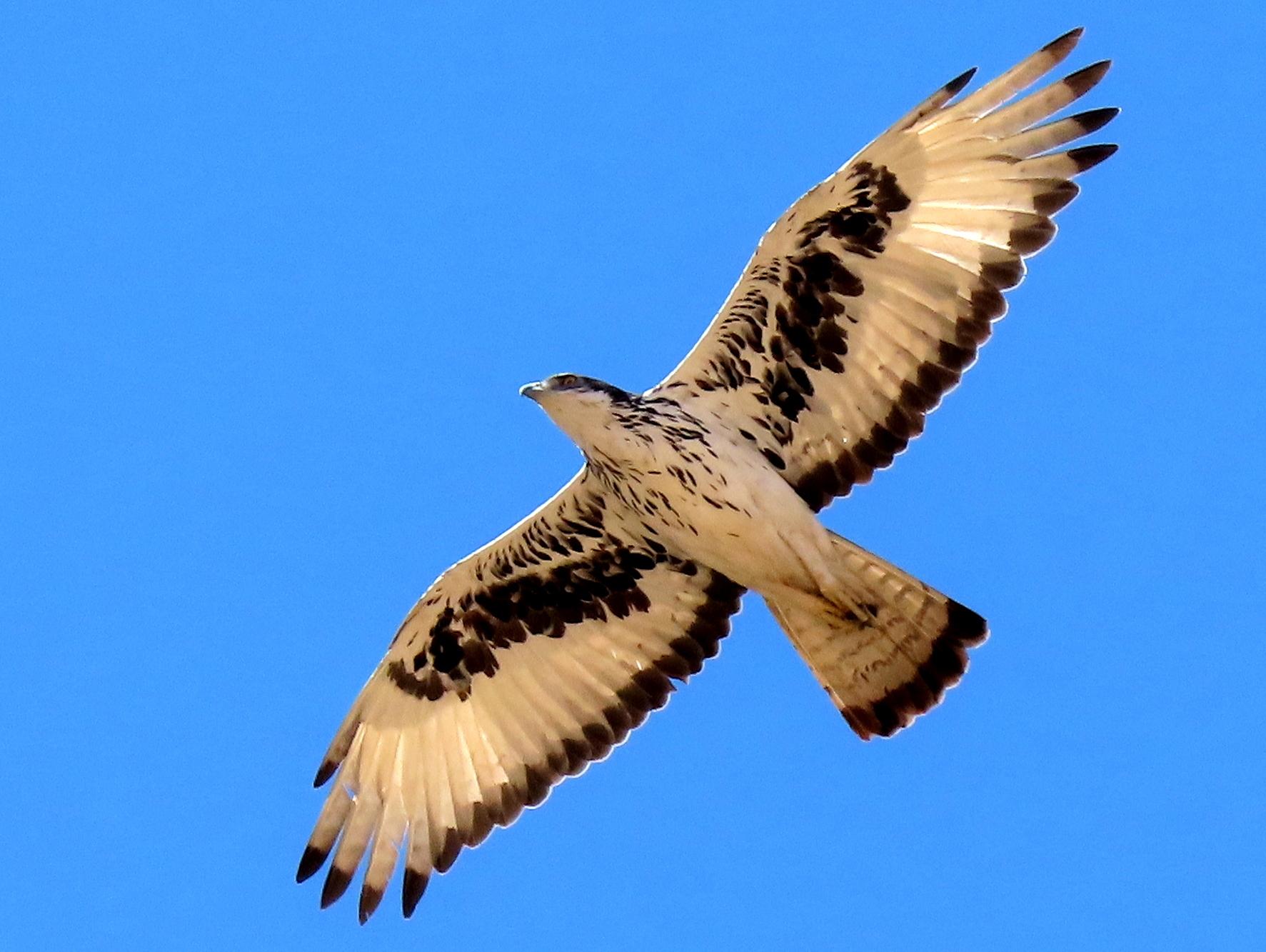 Águila azor africana