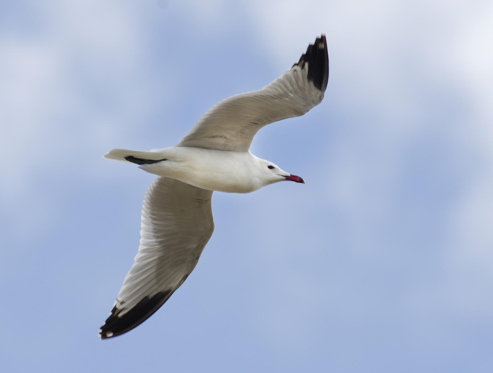 Gaviota de Audouin