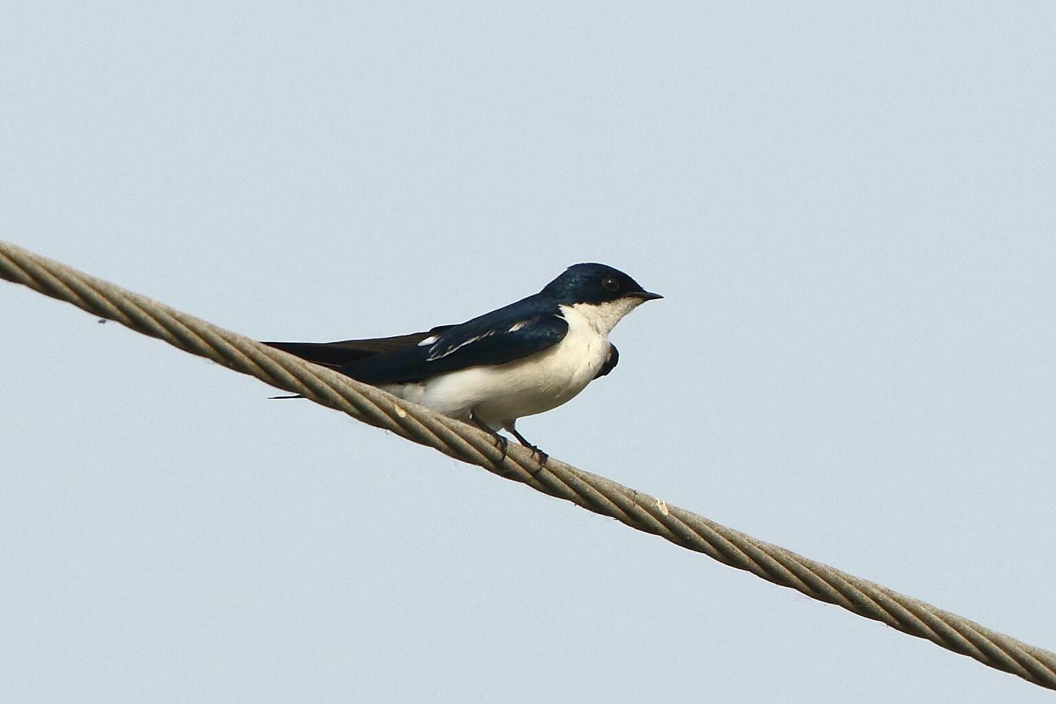 Golondrina Alipinta