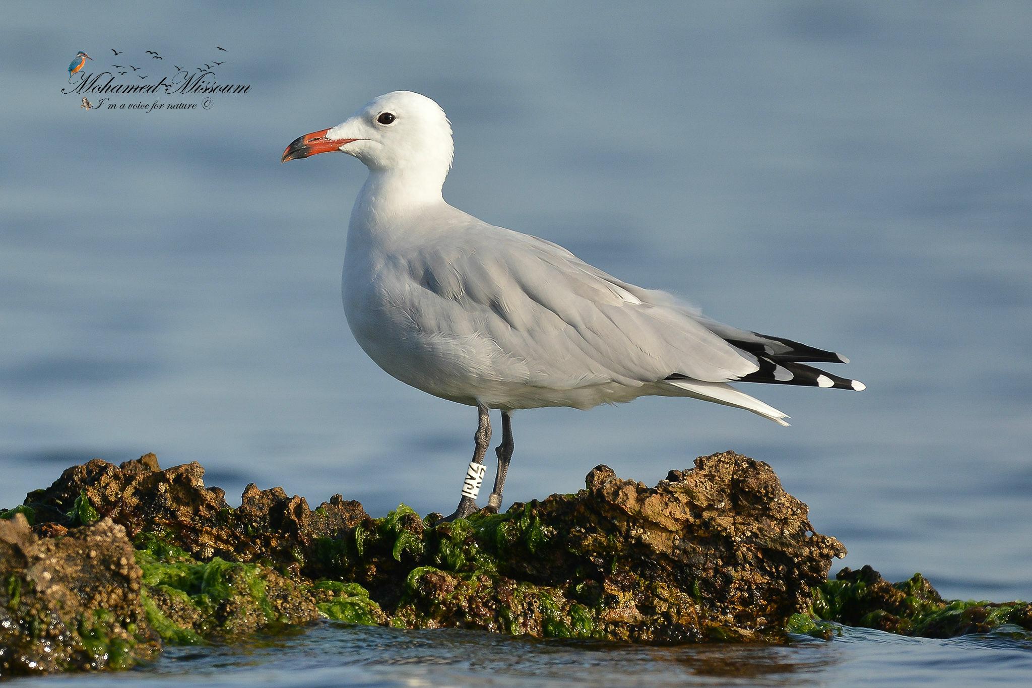 Gaviota de Audouin