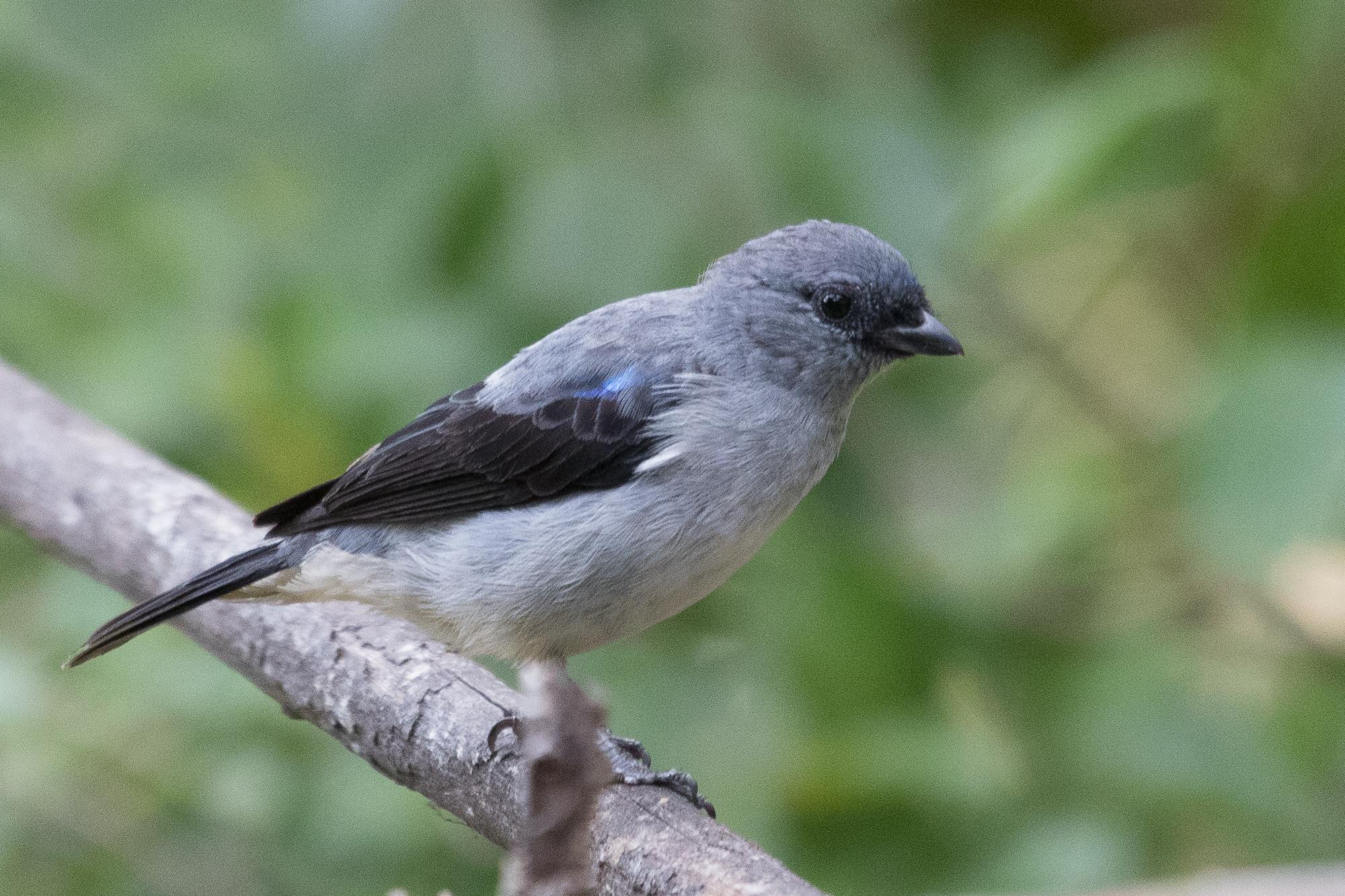 Plain-colored Tanager