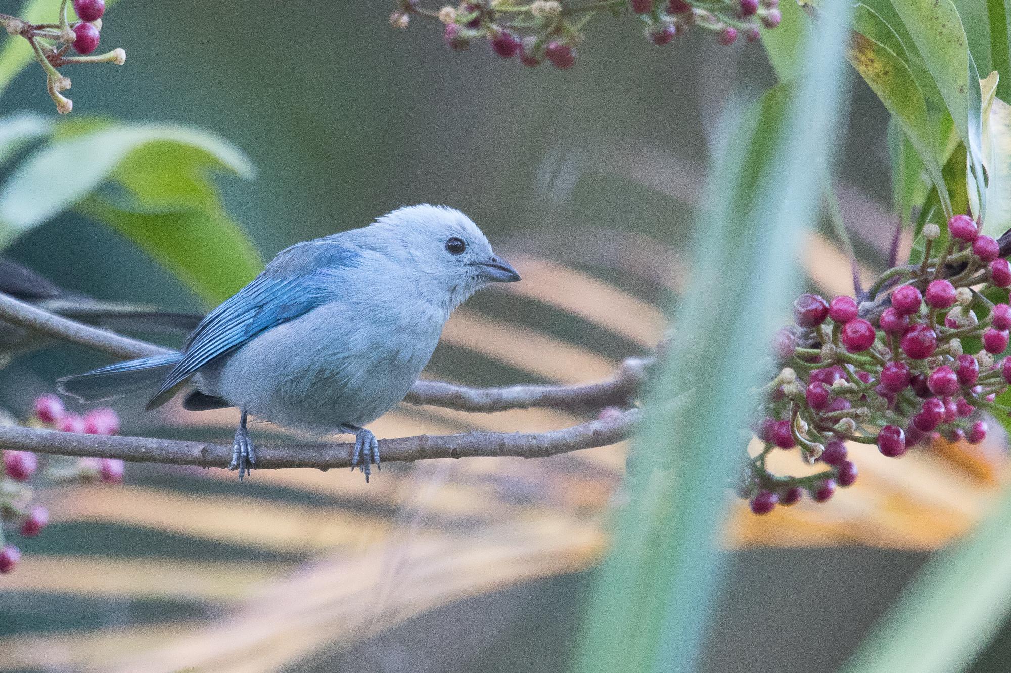 Blue-gray Tanager
