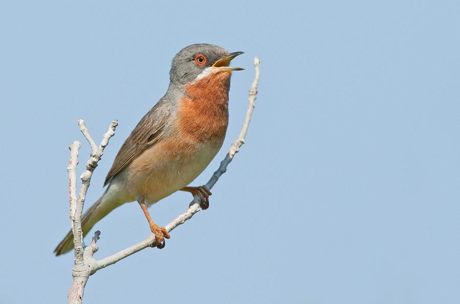 Eastern Subalpine Warbler