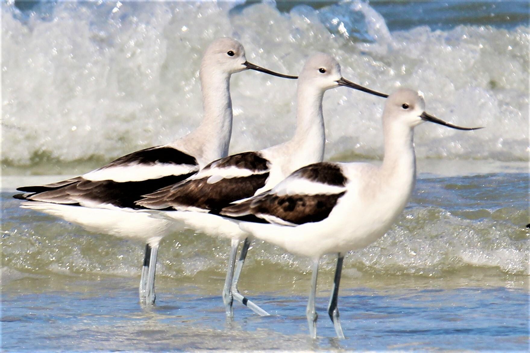 Avoceta americana