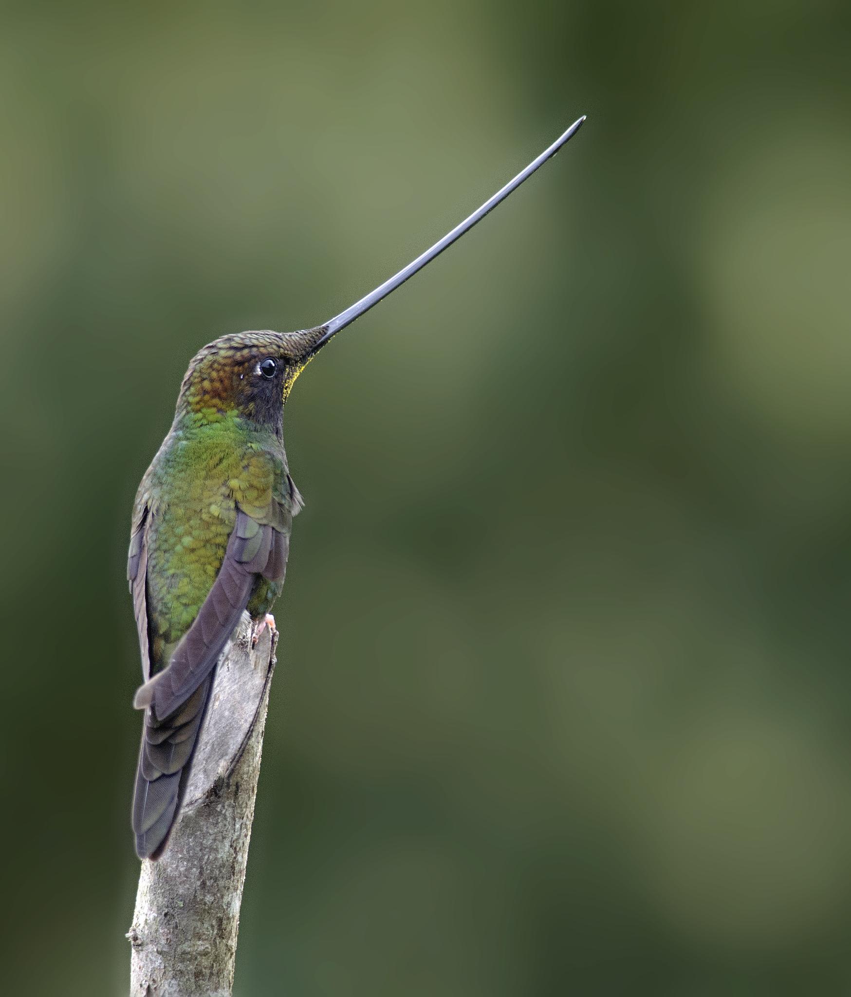 Aves