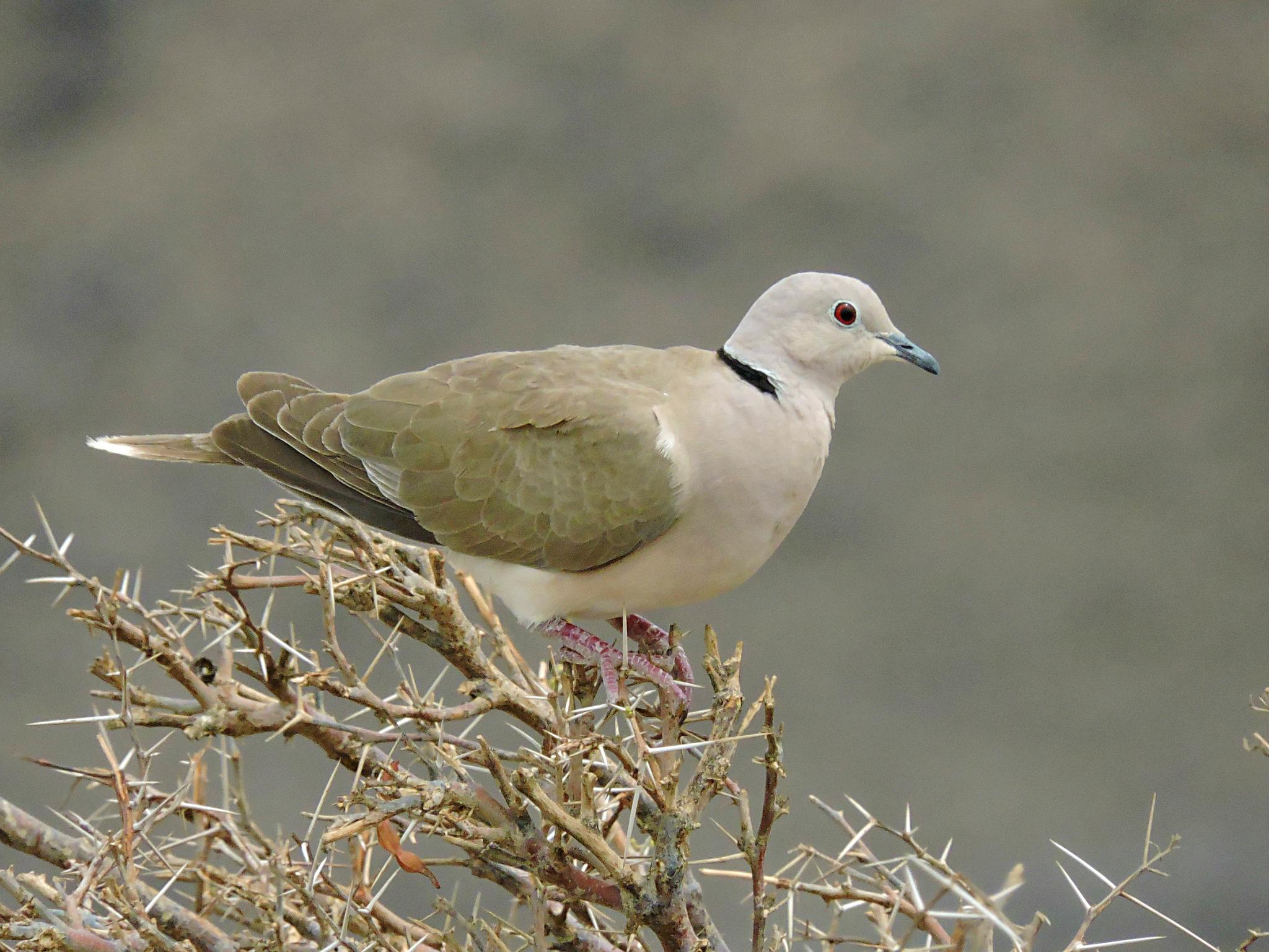 African Collared-Dove