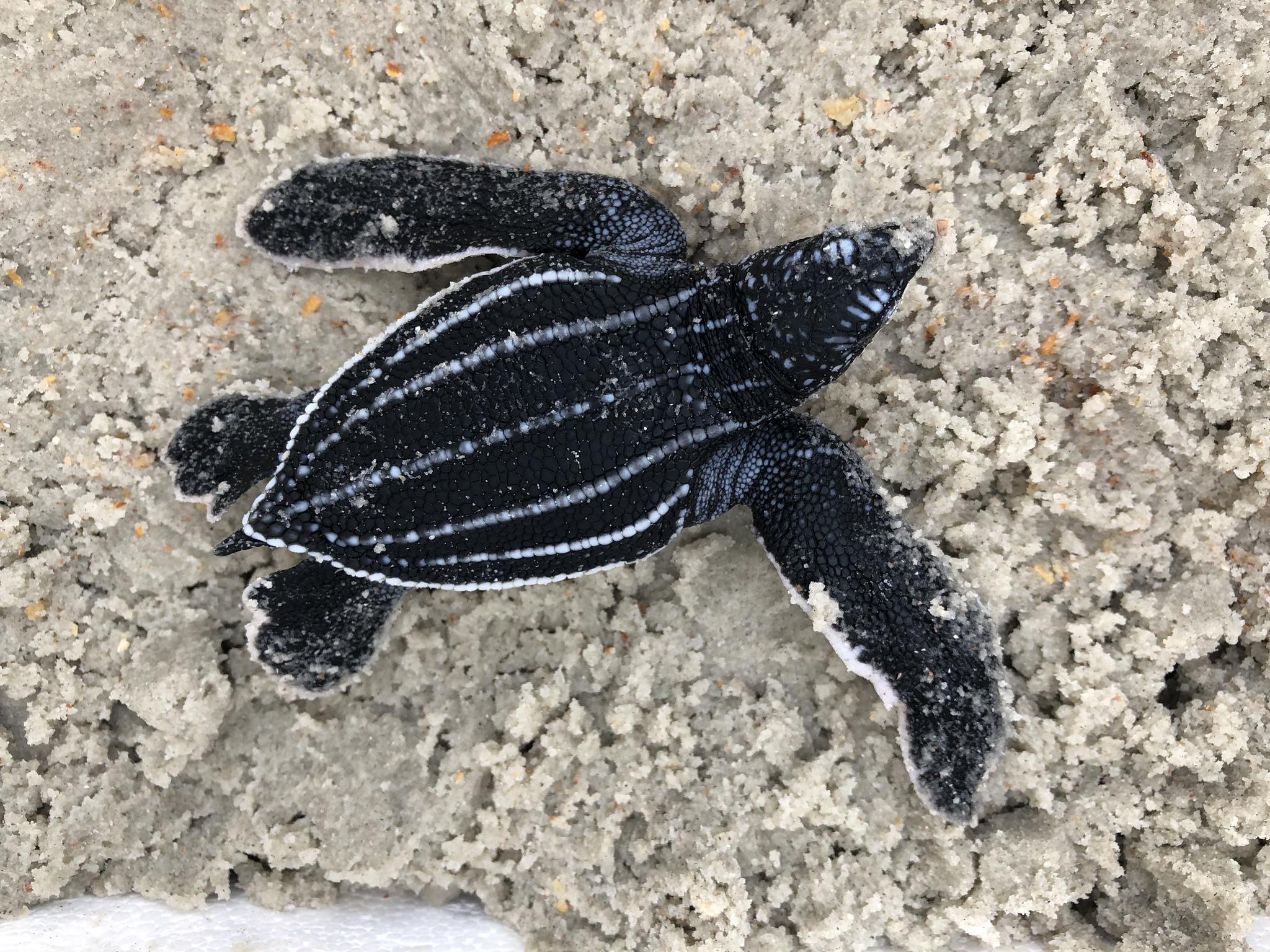 Tortuga Laúd