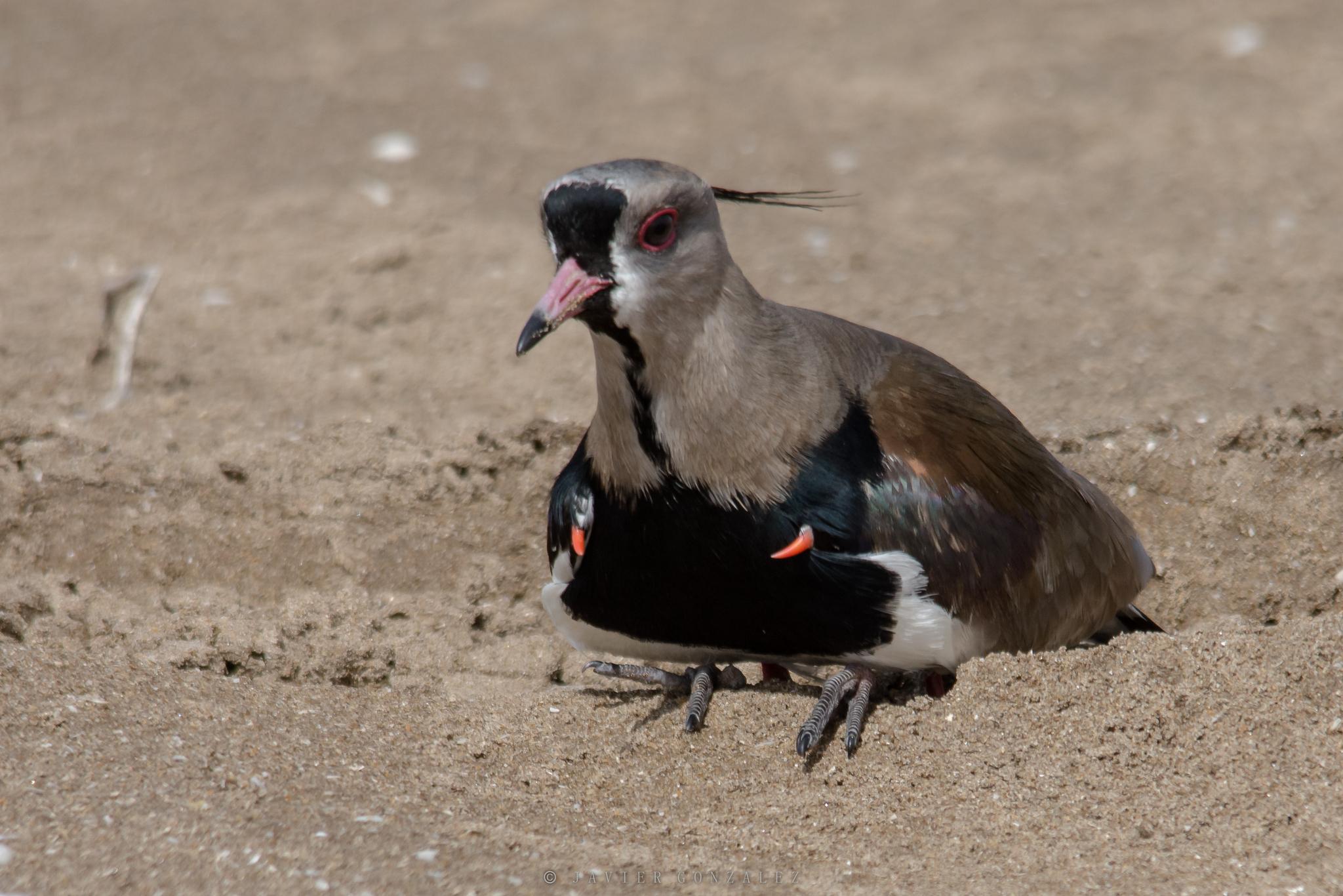 Southern Lapwing
