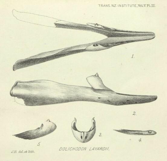 Spade-toothed Beaked Whale