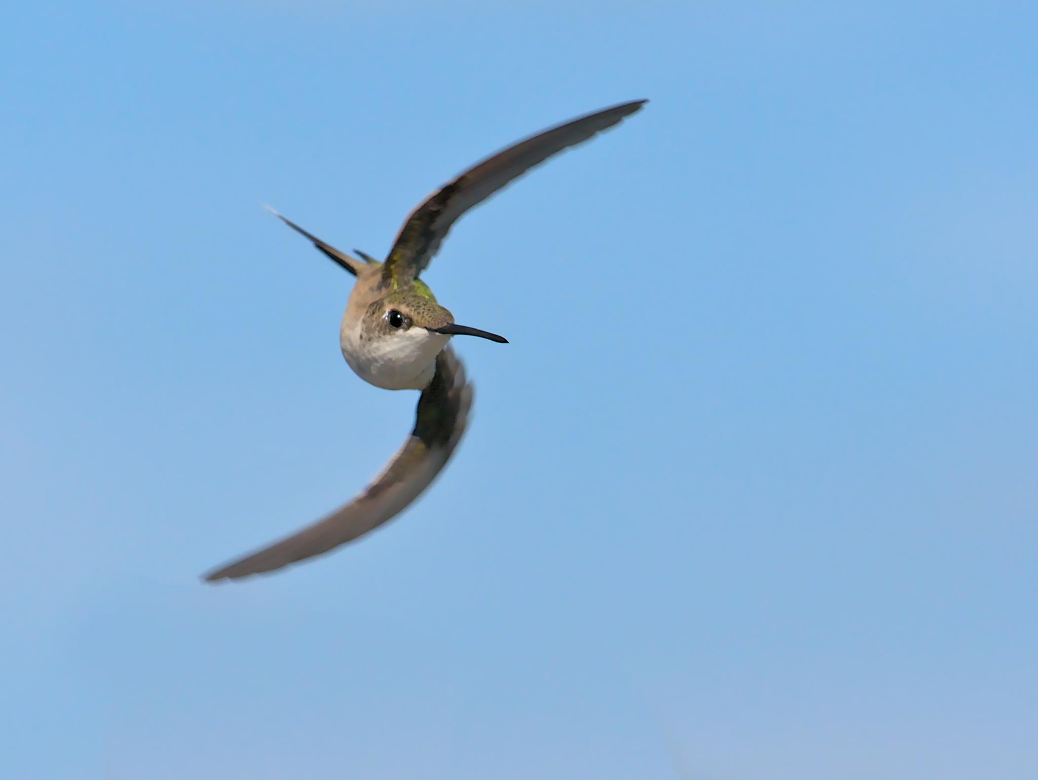 Colibríes y vencejos