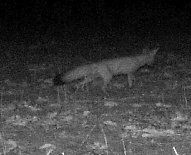 Pale Fox