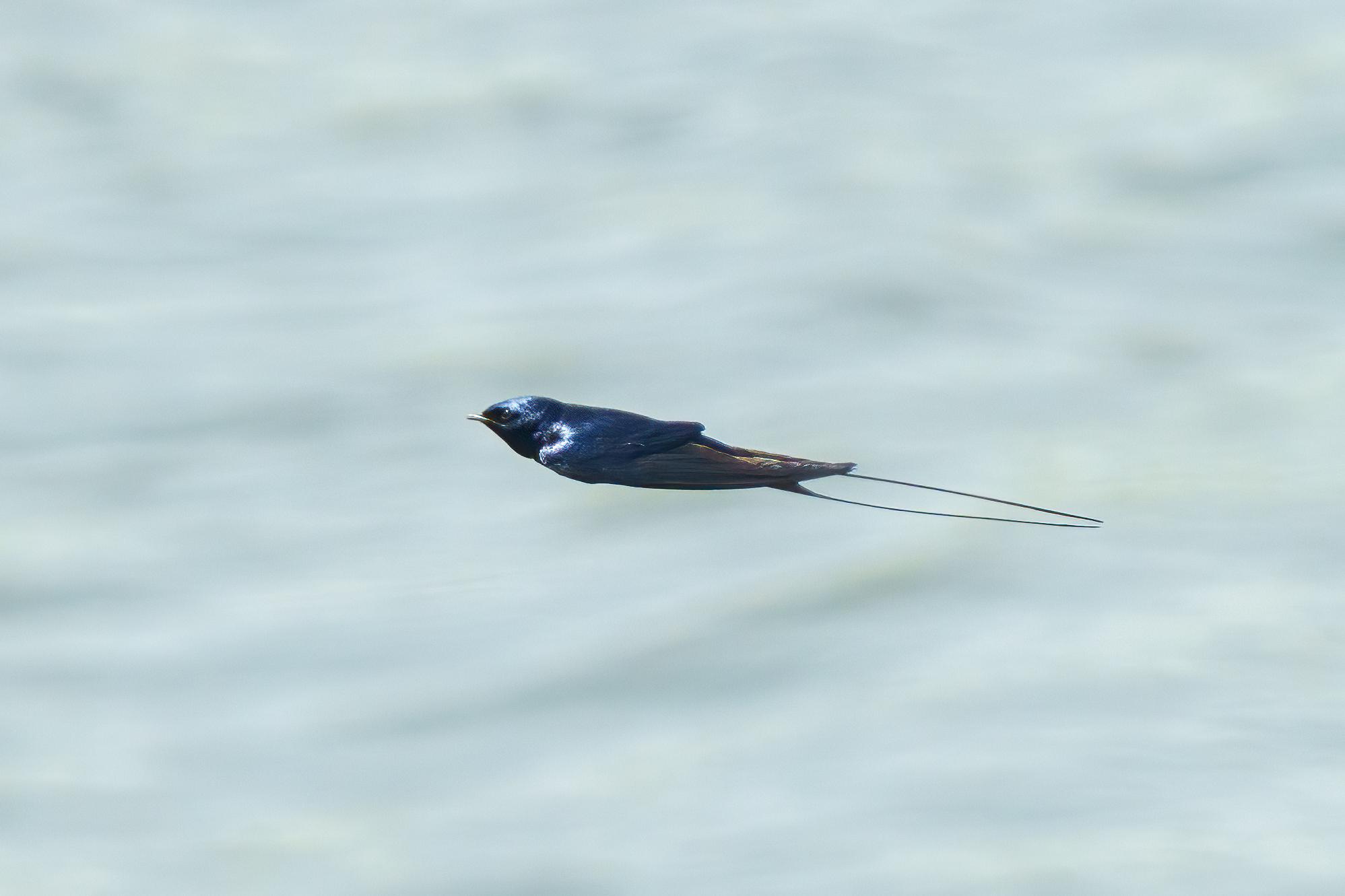 Golondrina Azul