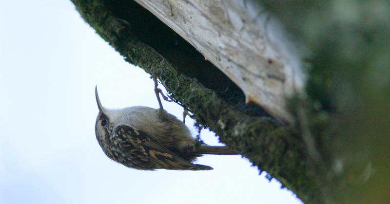 Short-toed Treecreeper