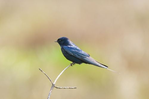 Golondrina Azul