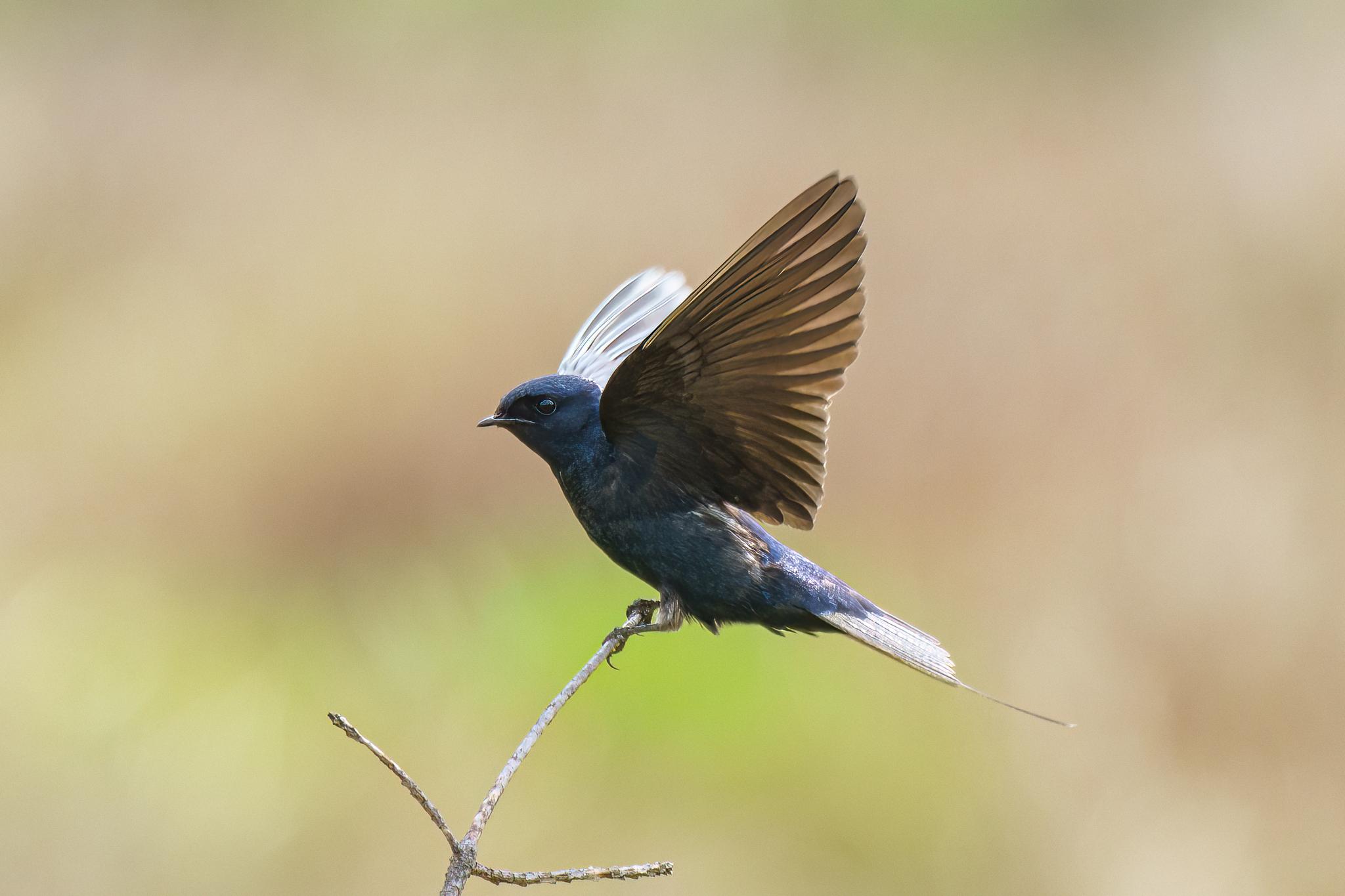 Golondrina Azul