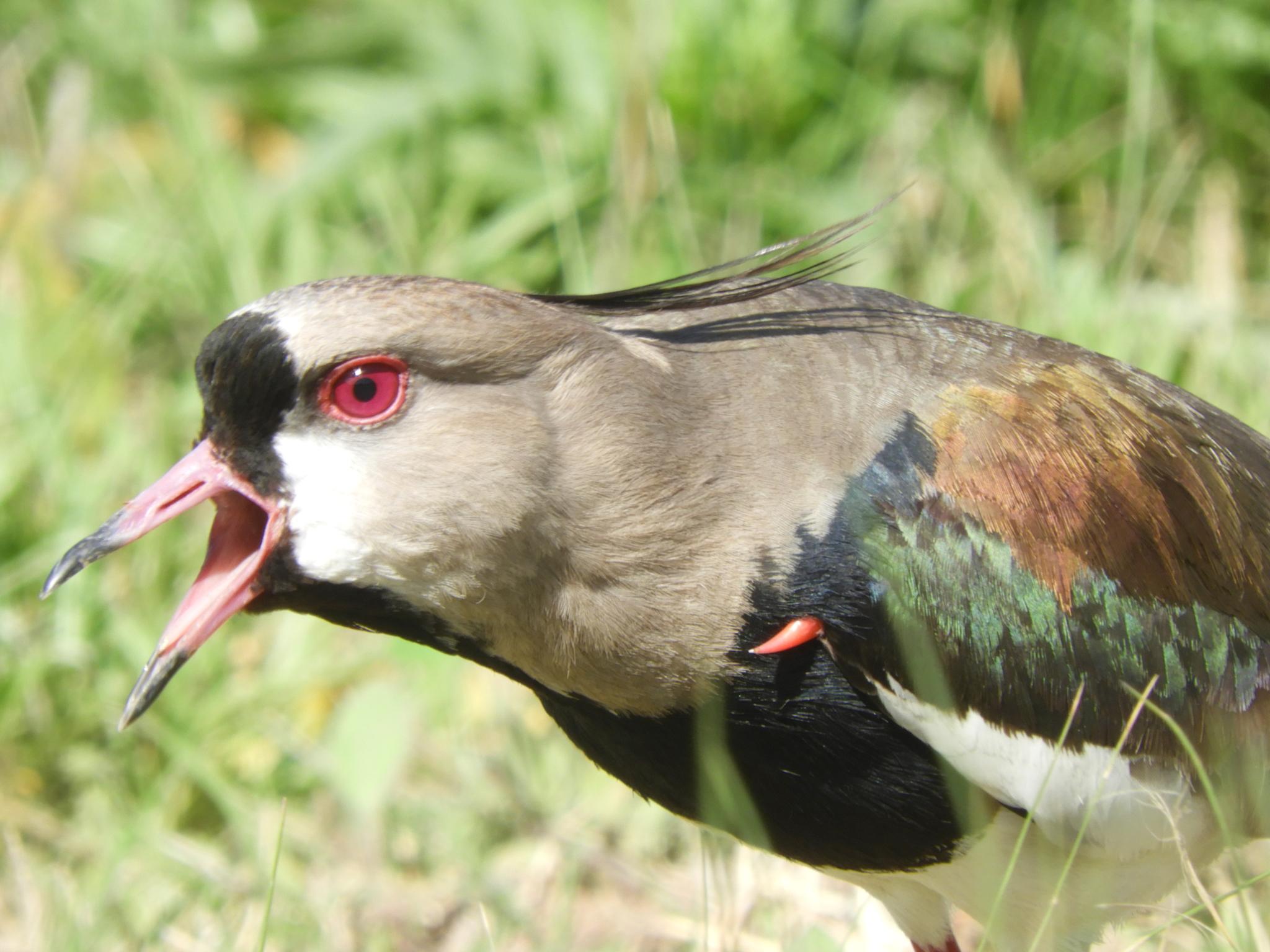 Southern Lapwing