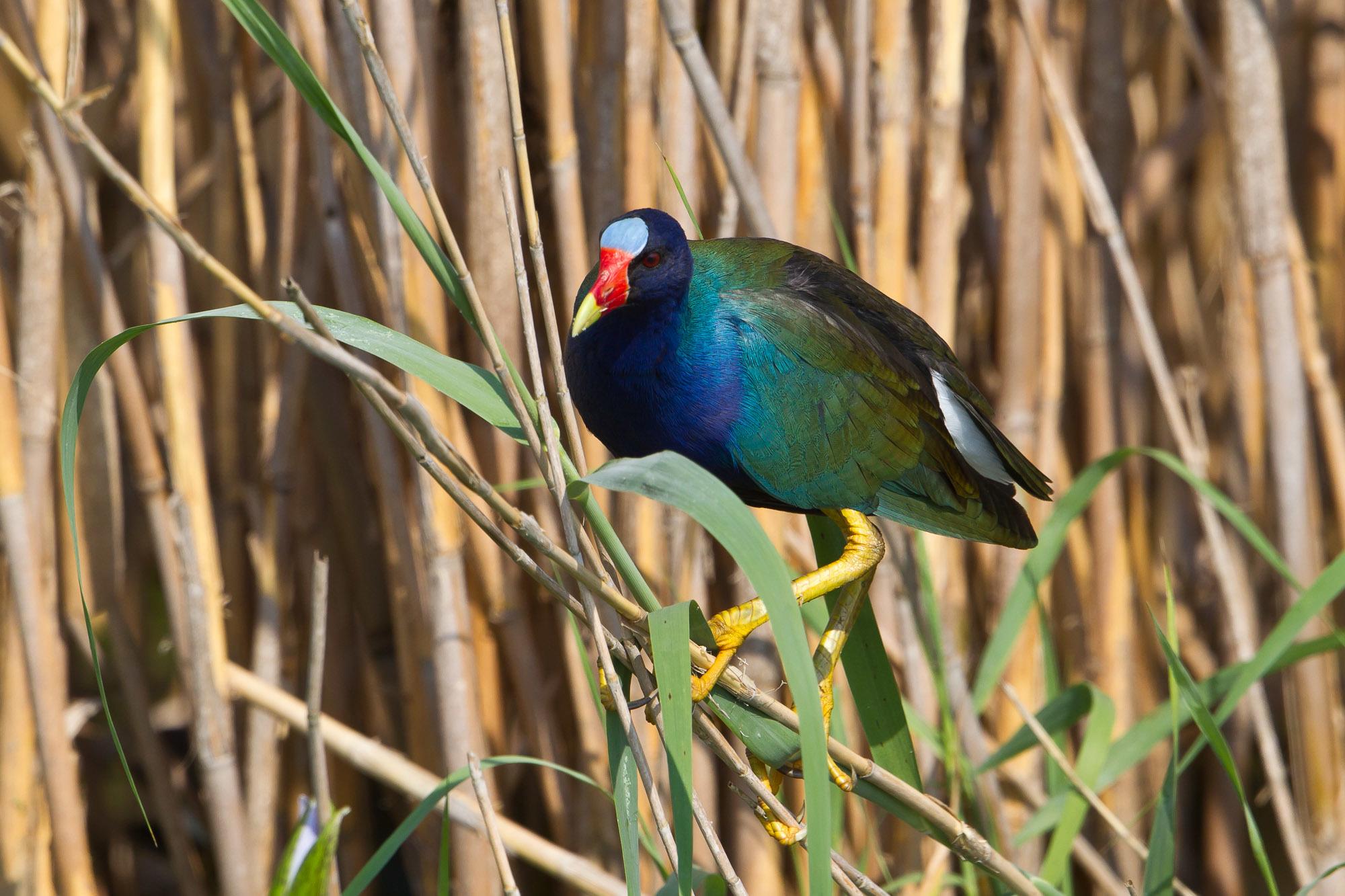 Gallineta morada