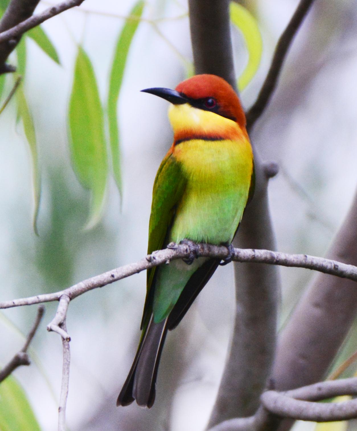 Abejaruco Cabecirrufo