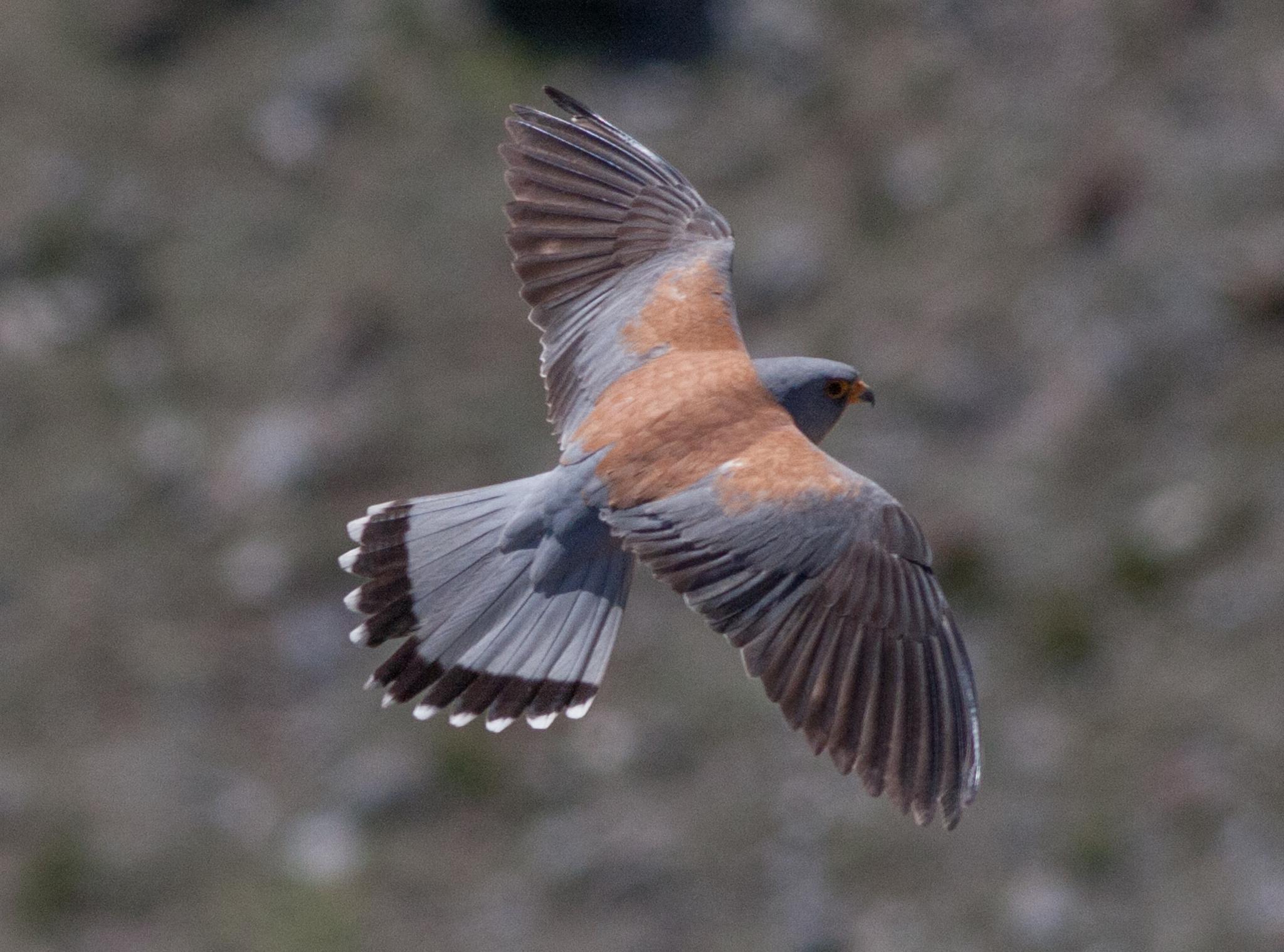 Cernicalo primilla