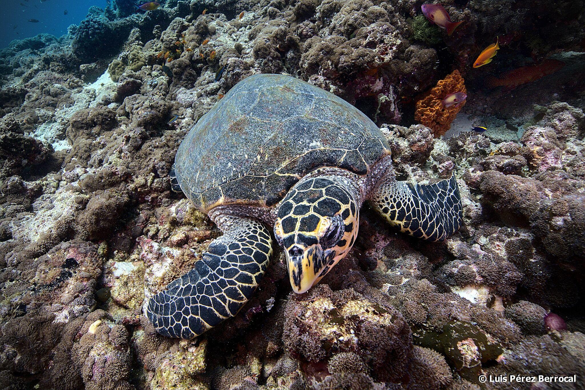 Tortuga carey