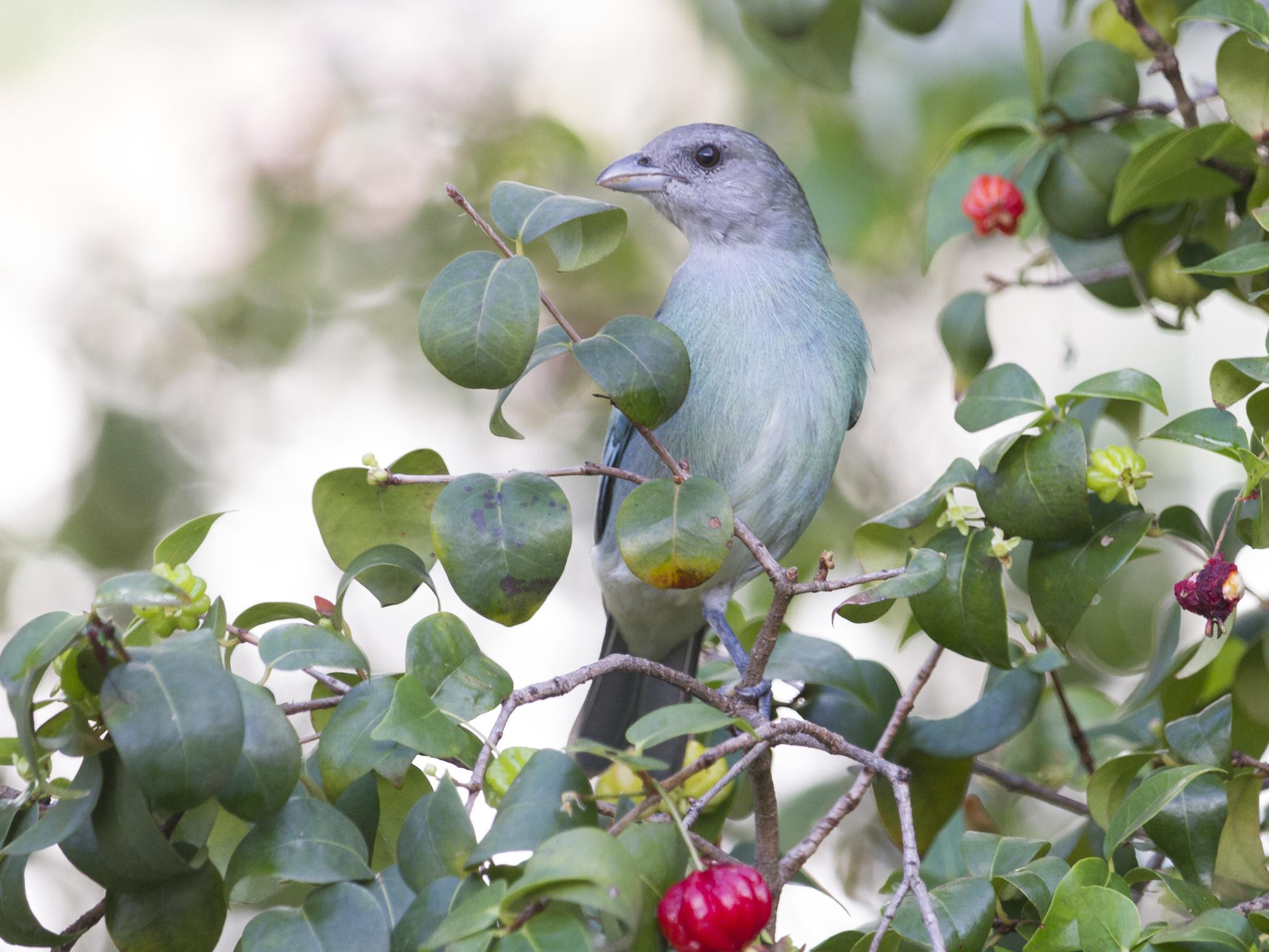 Glaucous Tanager