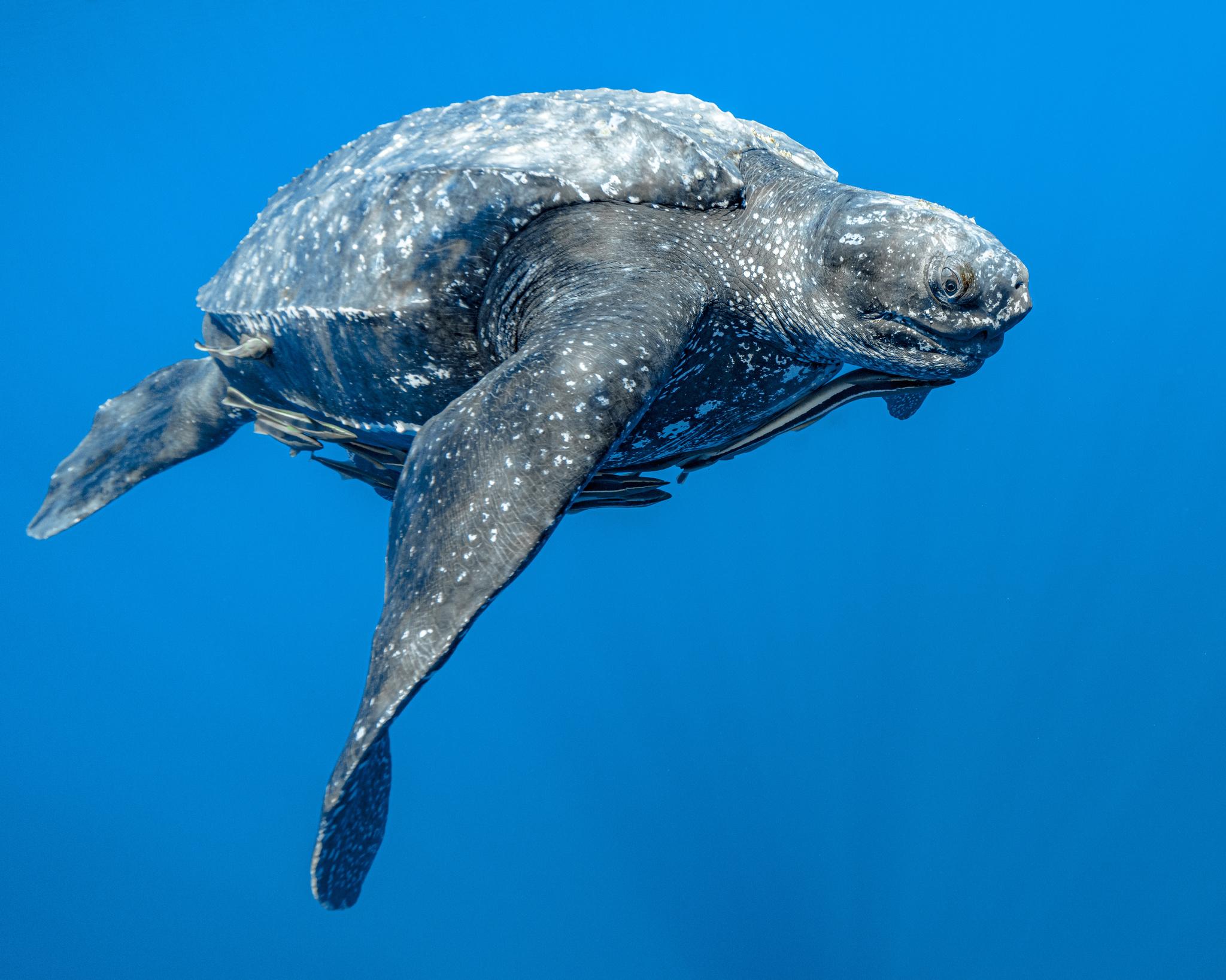Tortuga Laúd