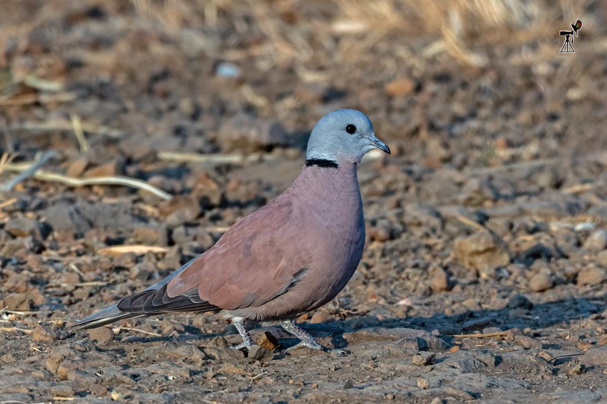 Red Collared-Dove