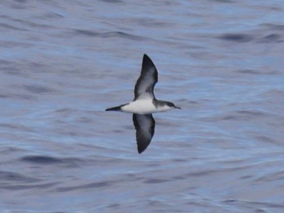 Puffinus bailloni