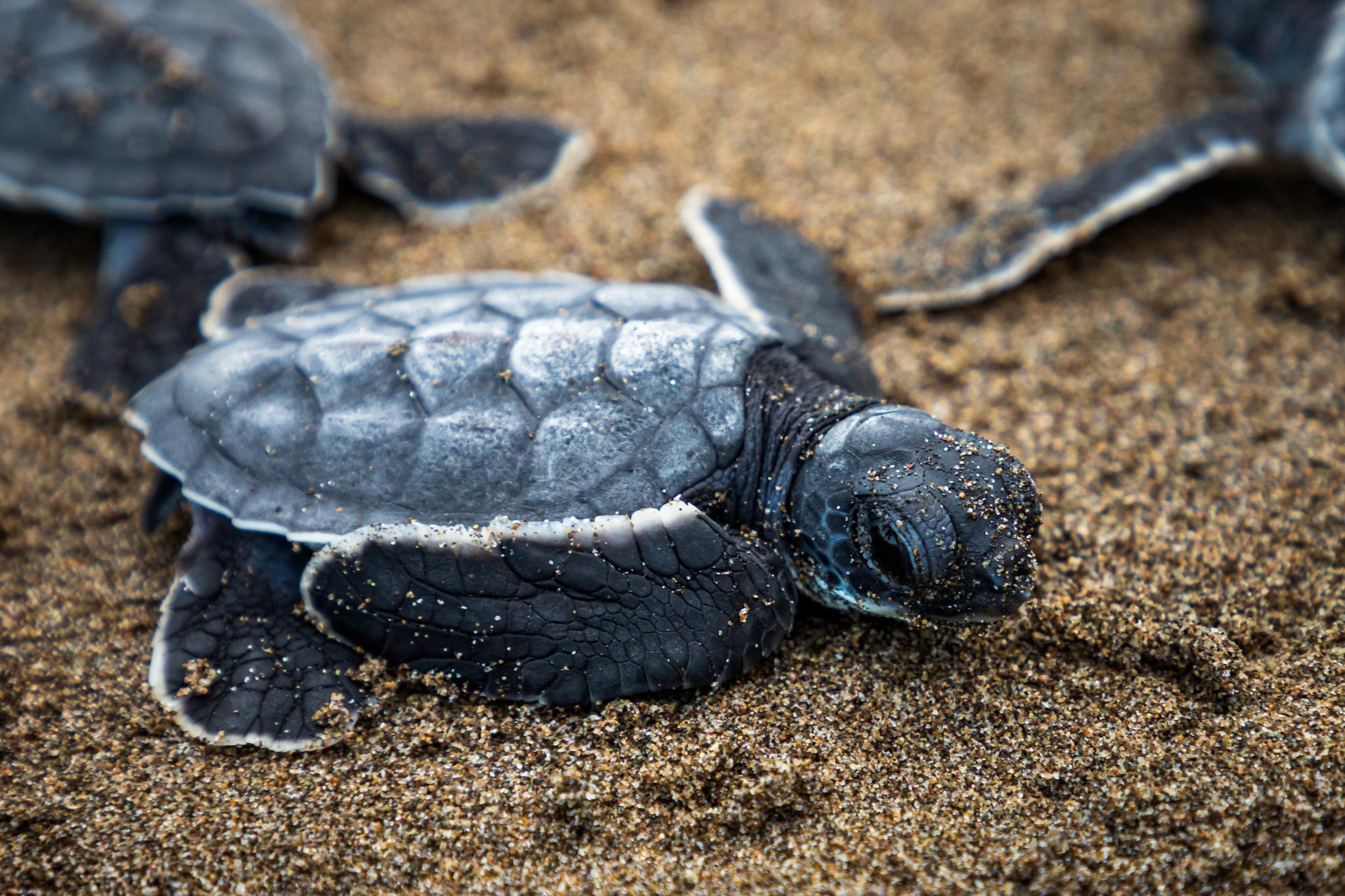 Tortuga verde