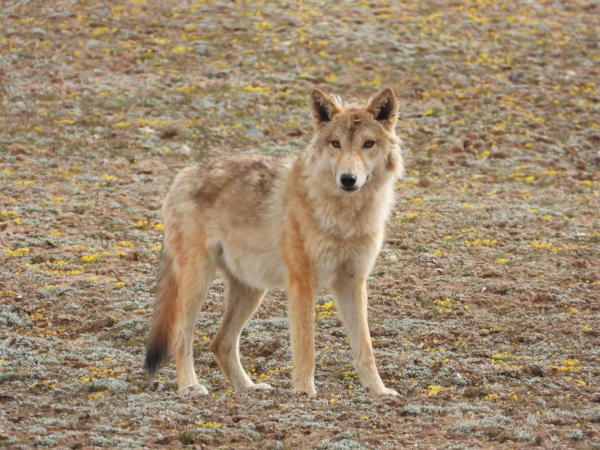 Lobo gris