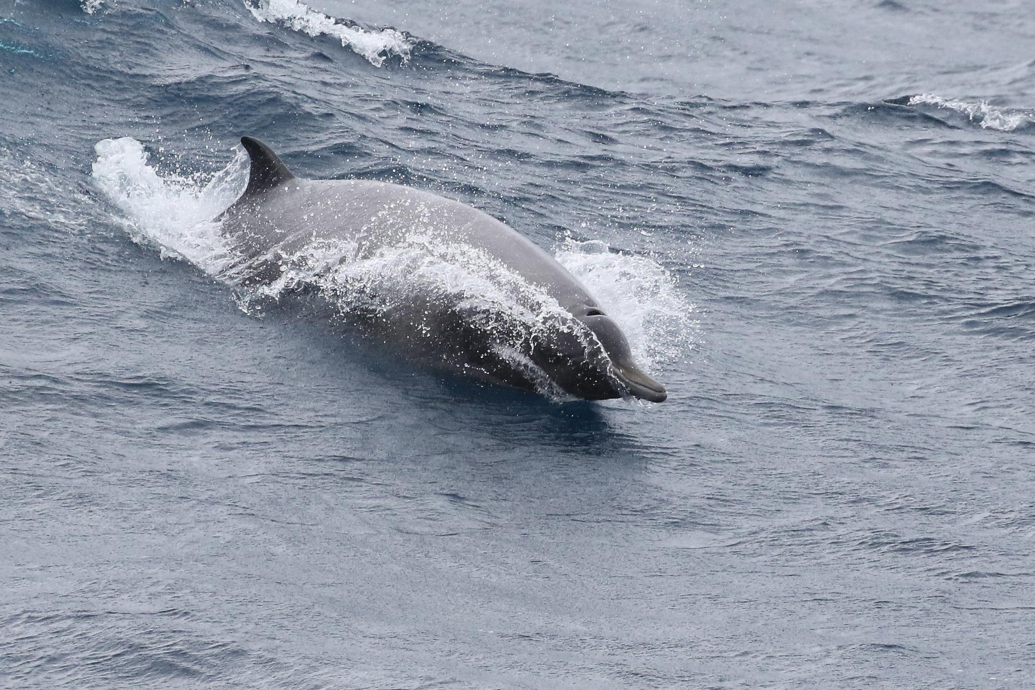 North Atlantic Beaked Whale