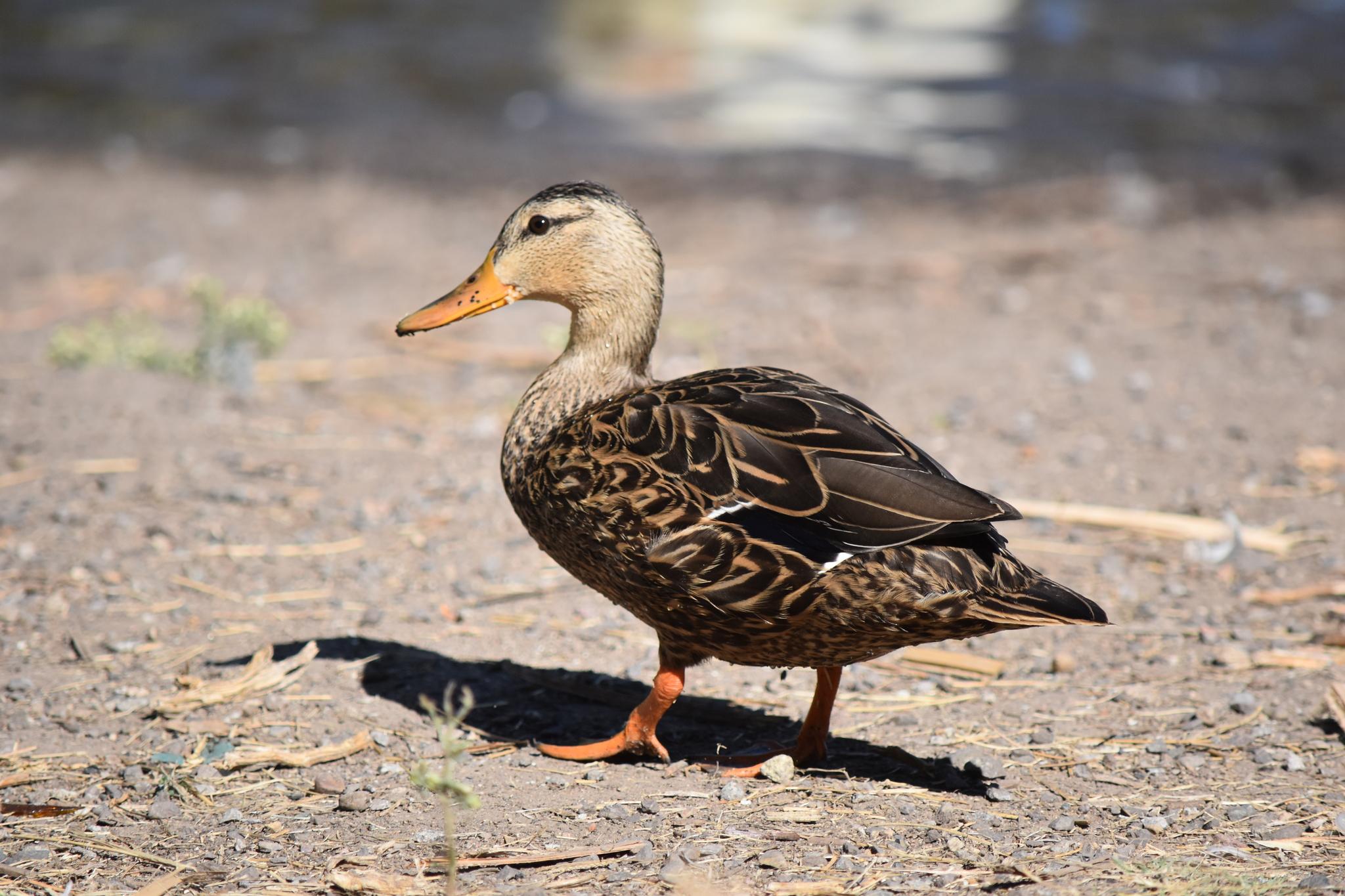 Mexican Duck