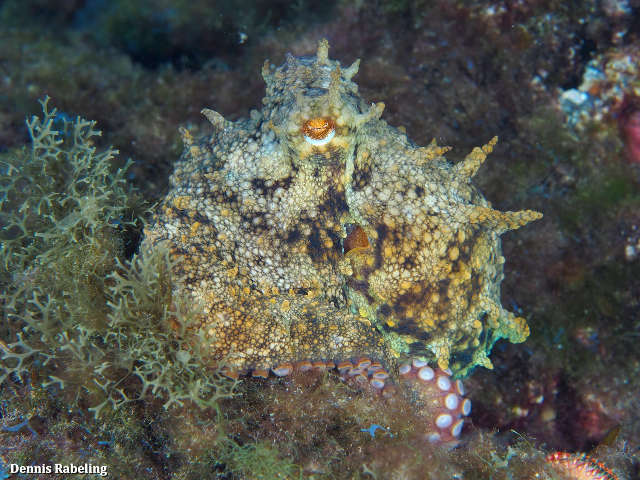 Pulpo de roca del Atlántico