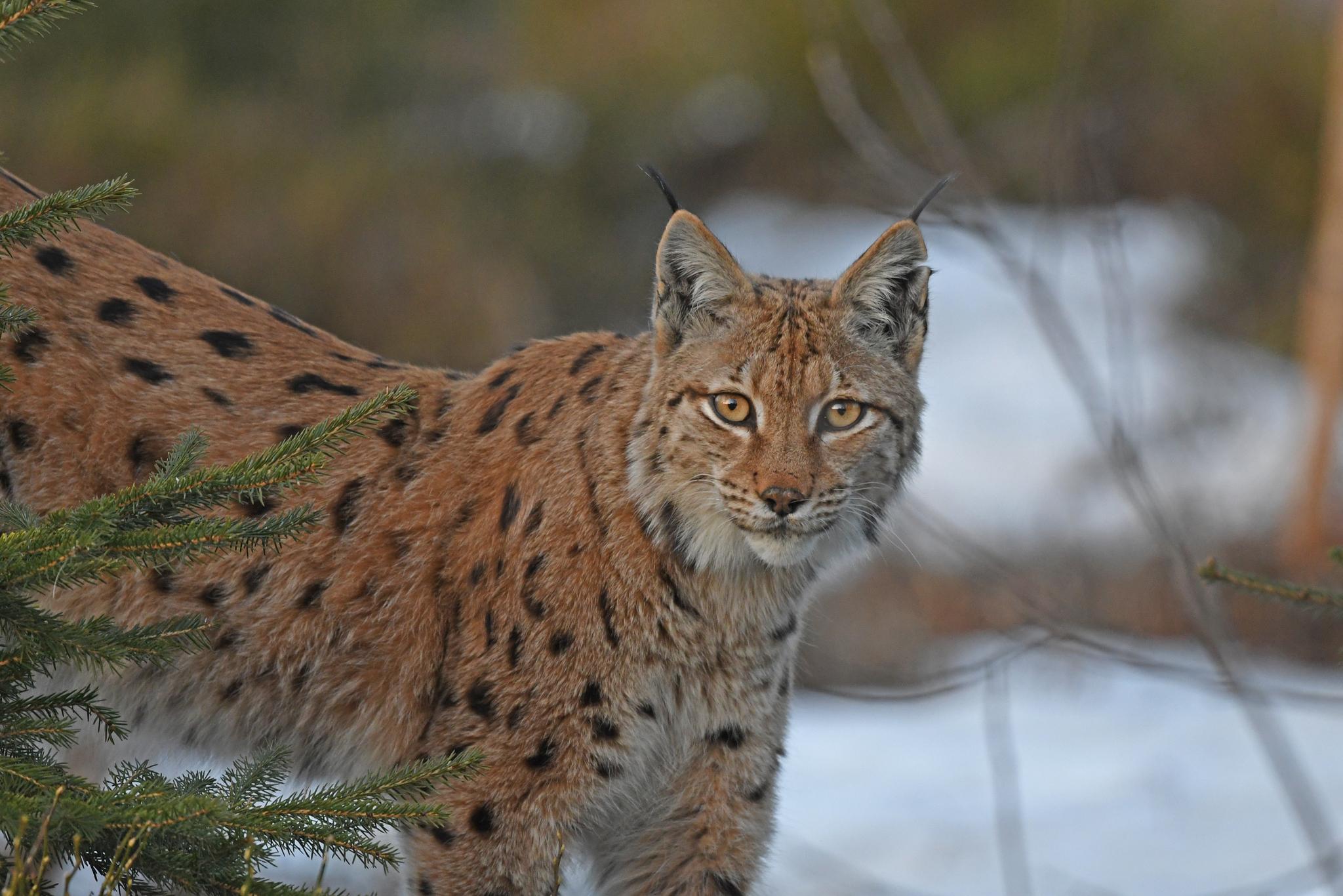 Eurasian Lynx