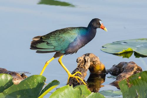 Gallineta morada