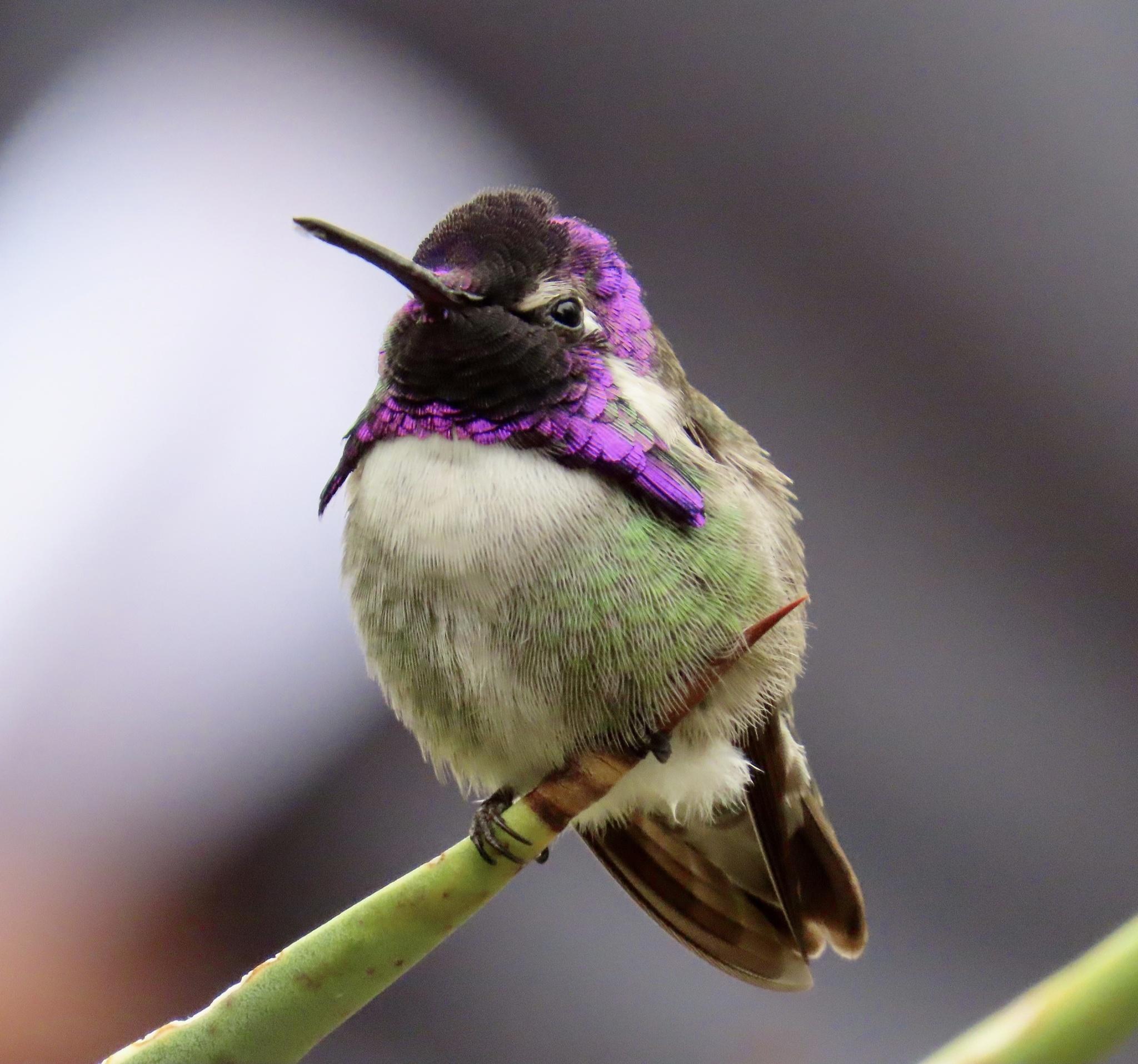 Colibríes y vencejos