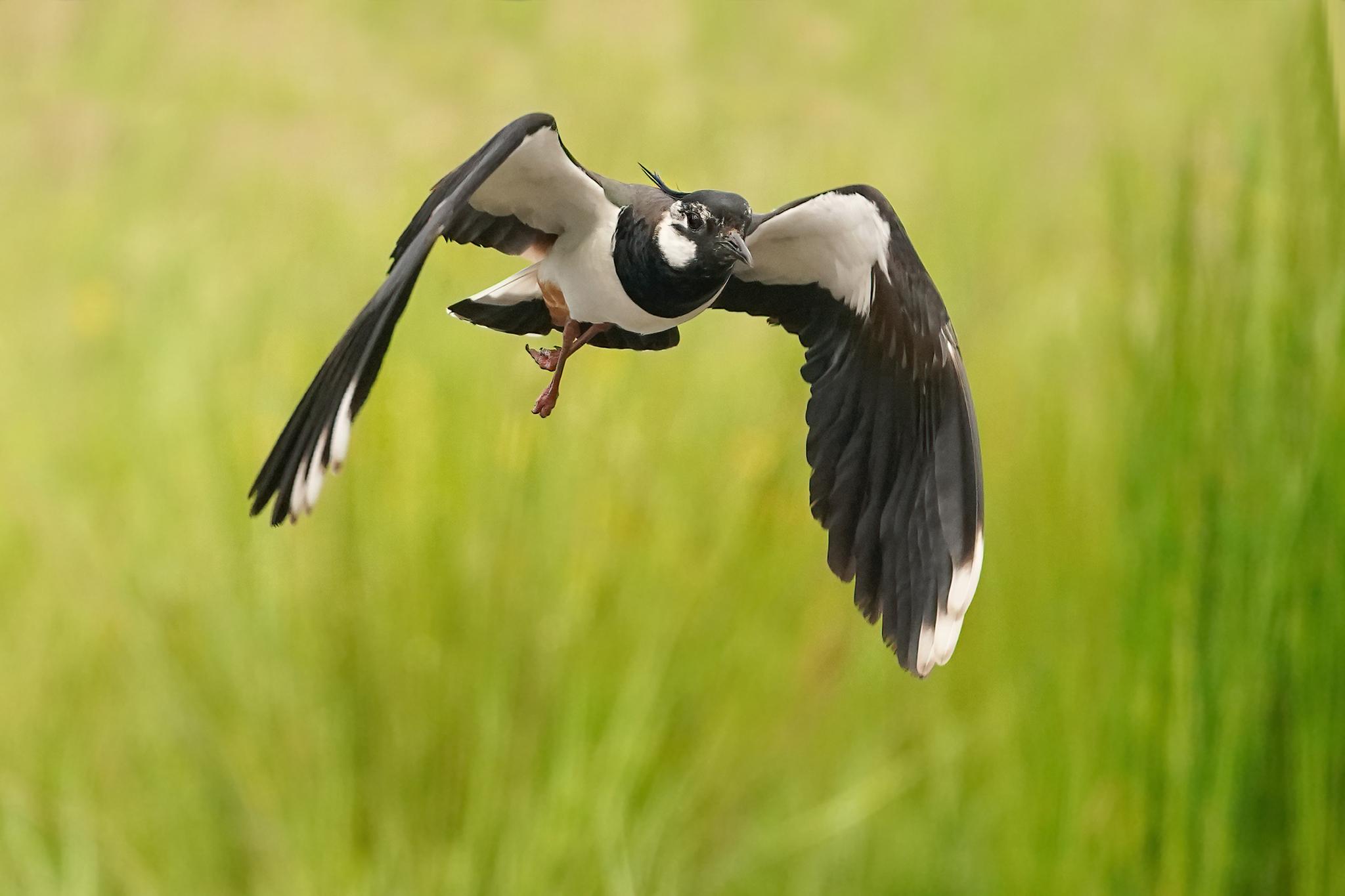 Avefría europea