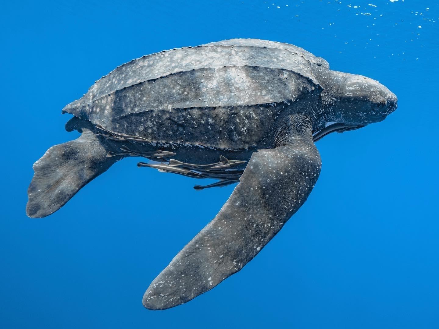 Tortuga Laúd