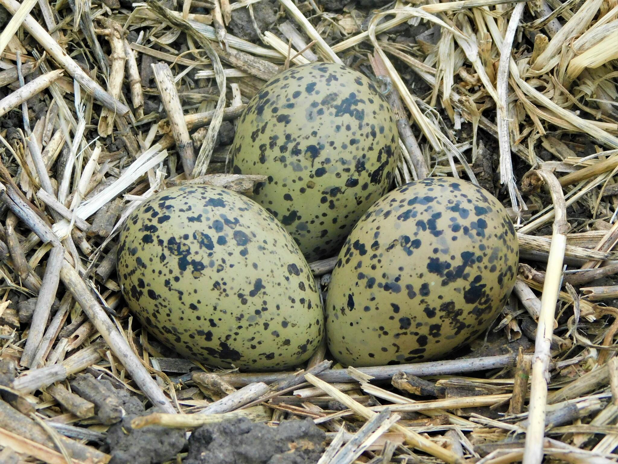 Southern Lapwing